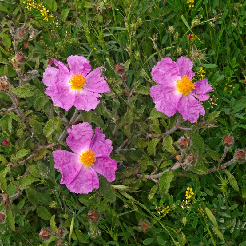 Kretische Zistrose