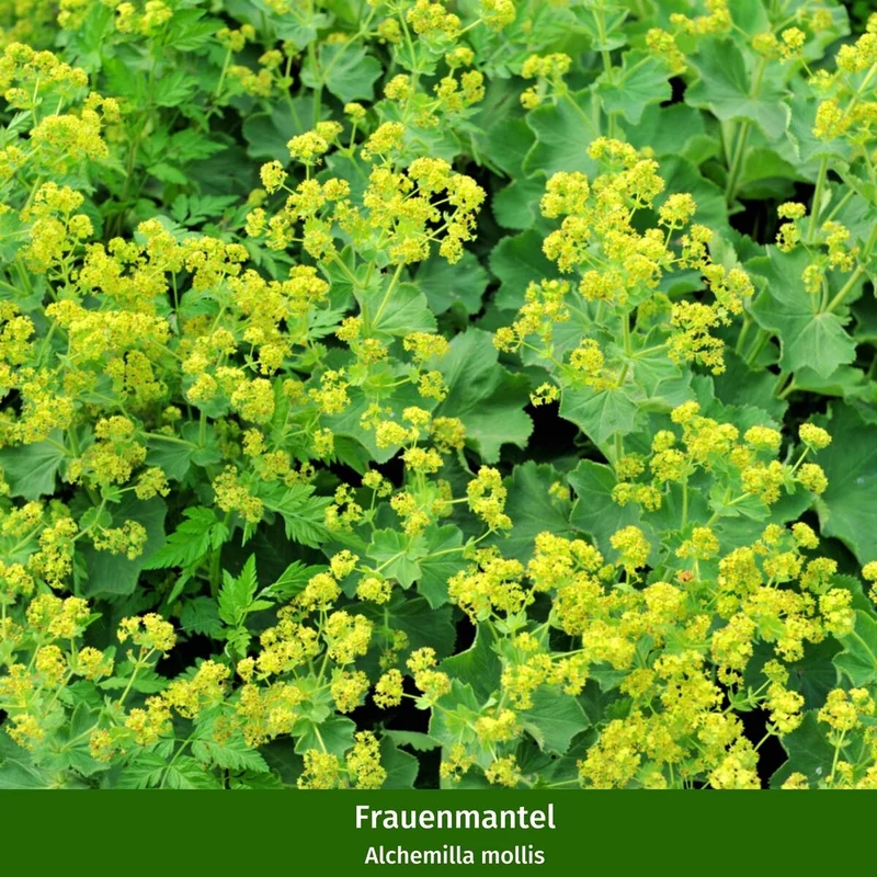Rosenbeet "Romantischer Gartencharme"