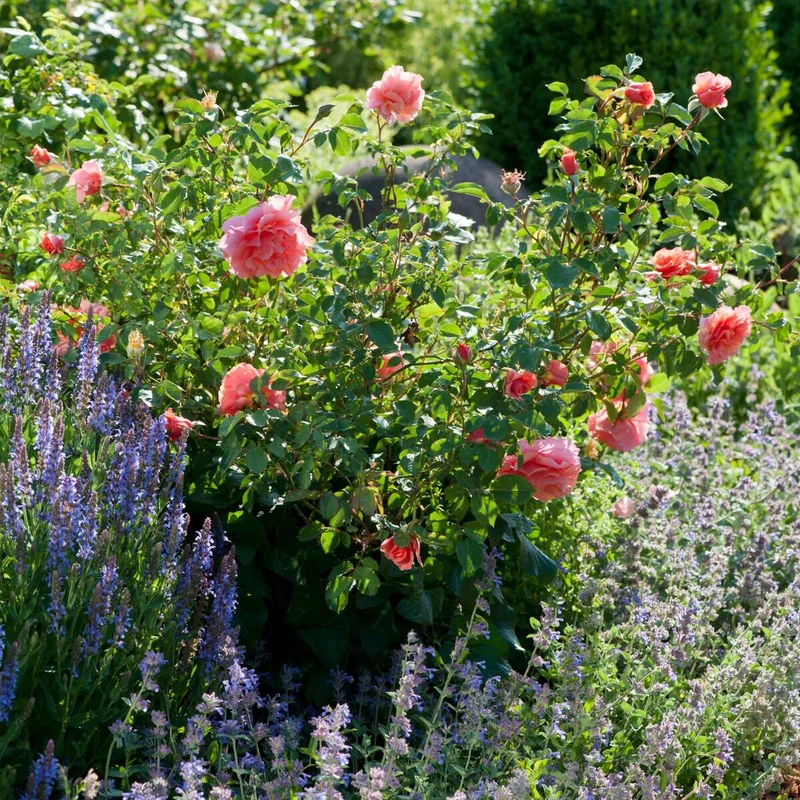 Rosenbeet "Rosige Blütenpoesie"