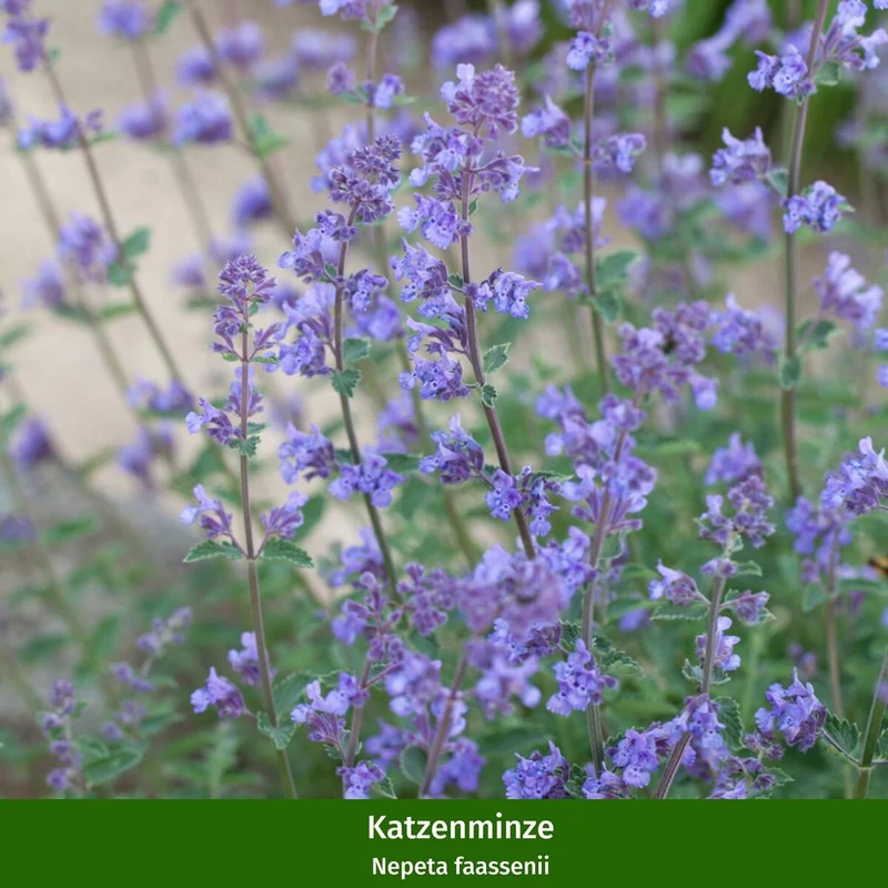 Rosenbeet "Rosige Blütenpoesie"