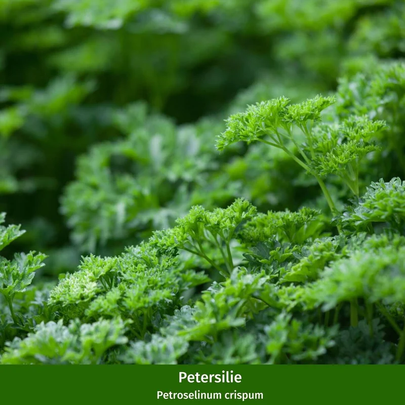 Gartenkräuter "Kräuterfreude"