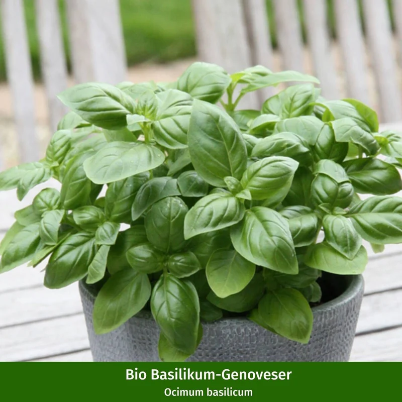 Gartenkräuter "Mediterrane Genüsse"