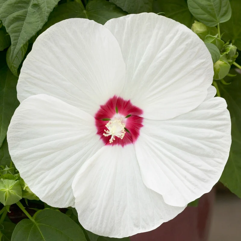 Sumpf-Roseneibisch Luna White