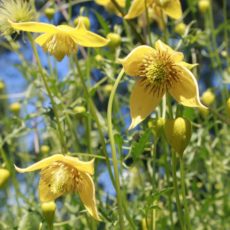 Waldrebe Little Lemons ®
