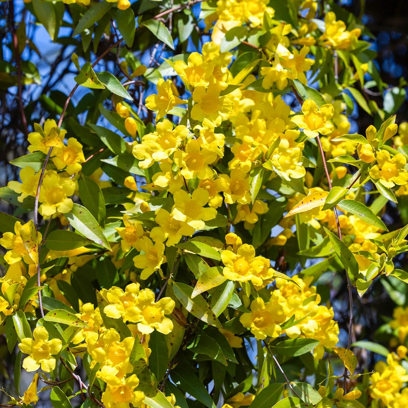 Carolina-Jasmin
