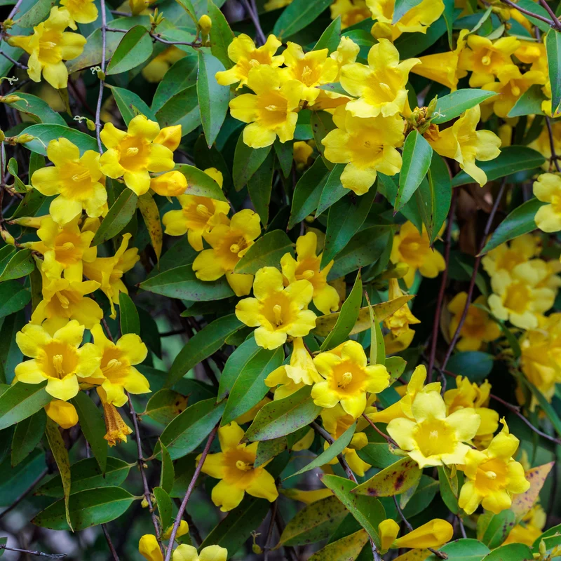 Carolina-Jasmin