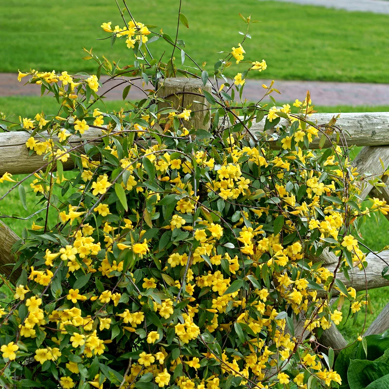 Carolina-Jasmin