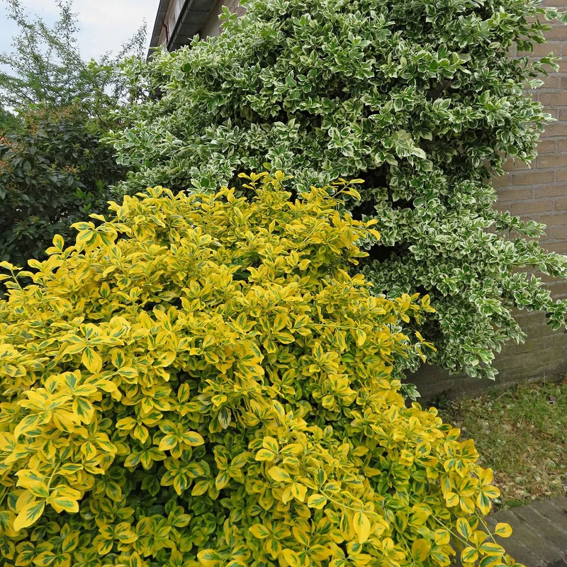 Spindelstrauch ‚Emerald ’n’ Gold‘