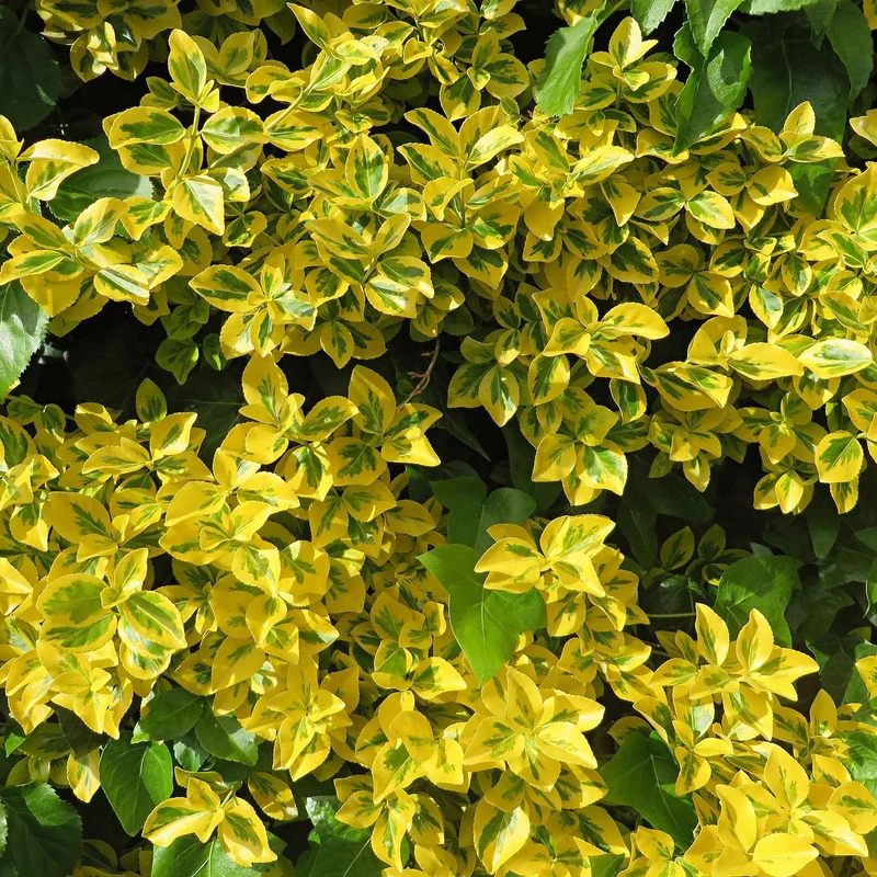 Spindelstrauch ‚Emerald ’n’ Gold‘
