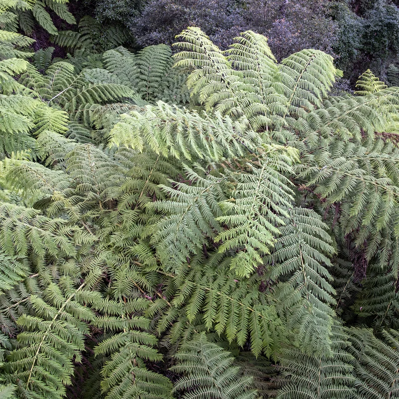 Baumfarn