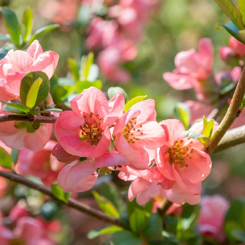Zierquitte Pink Lady