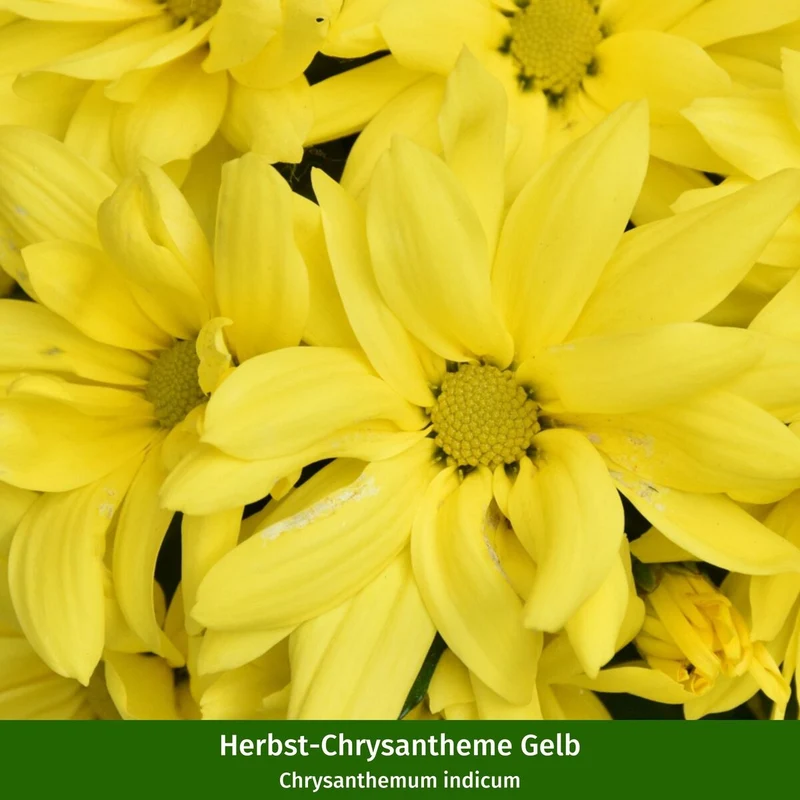 Balkonblumen "Herbstliches Farbenspiel"