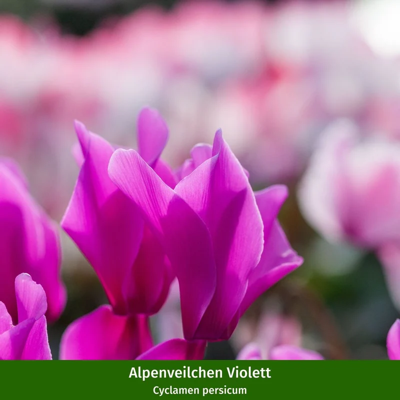 Balkonblumen "Starke Kontraste"