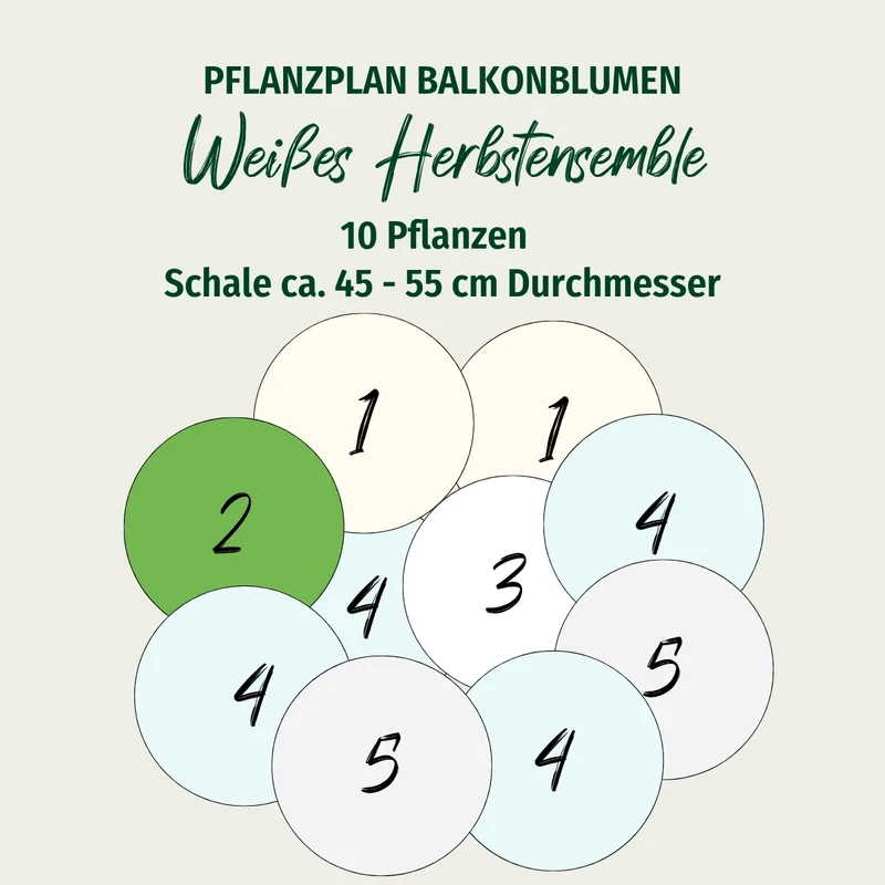 Balkonblumen "Weißes Herbstensemble"