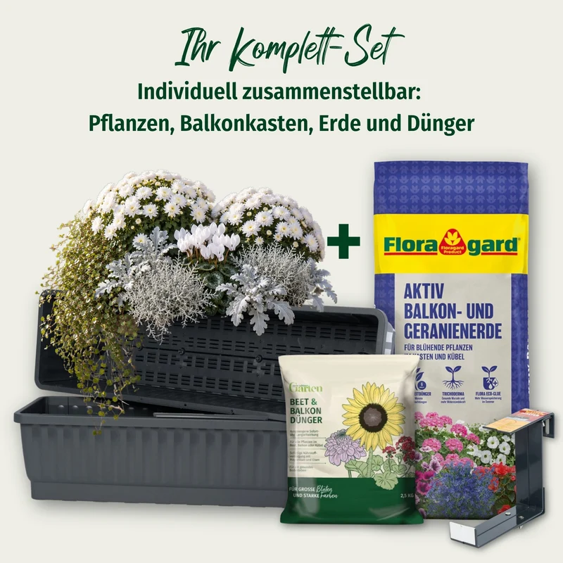 Balkonblumen "Weißes Herbstensemble"