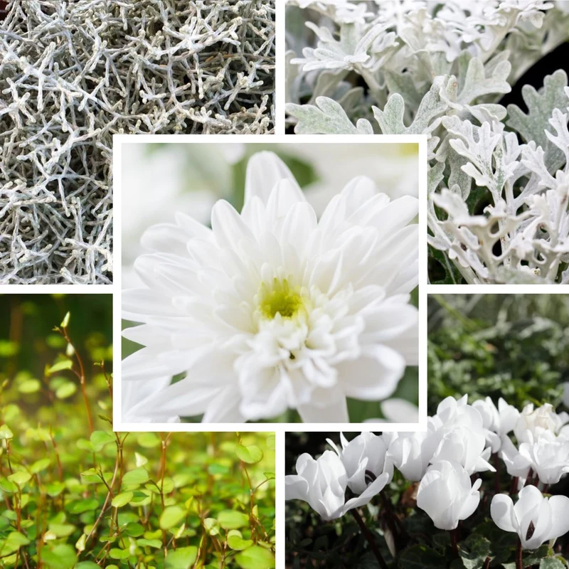 Balkonblumen "Weißes Herbstensemble"