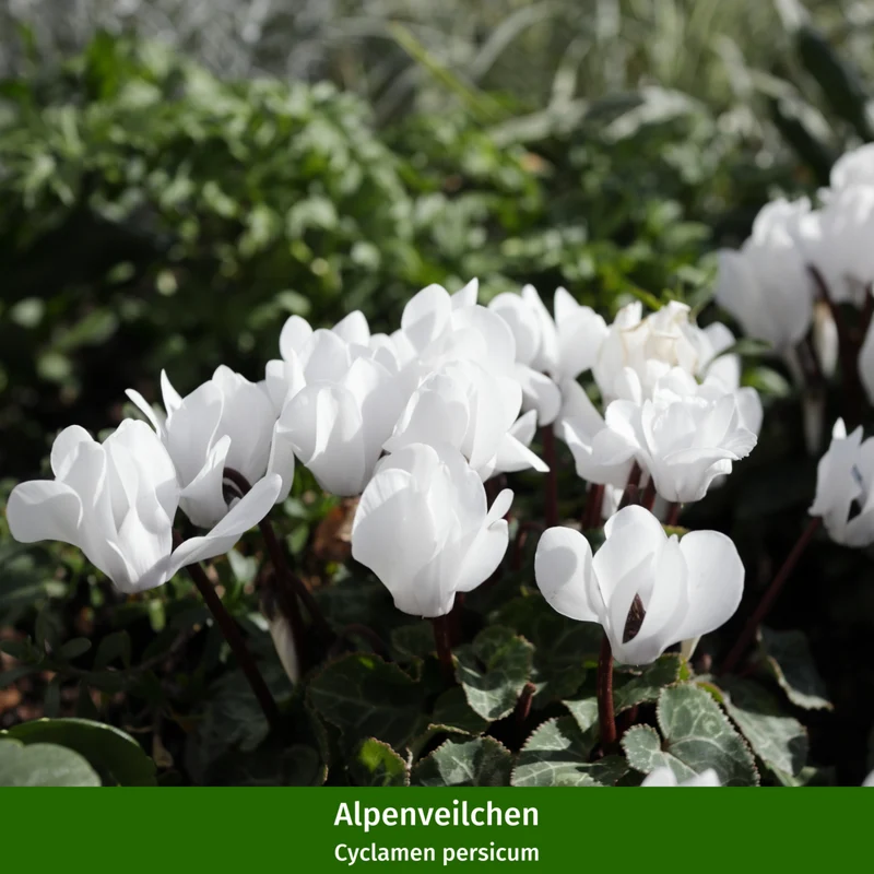 Balkonblumen "Weißes Herbstensemble"