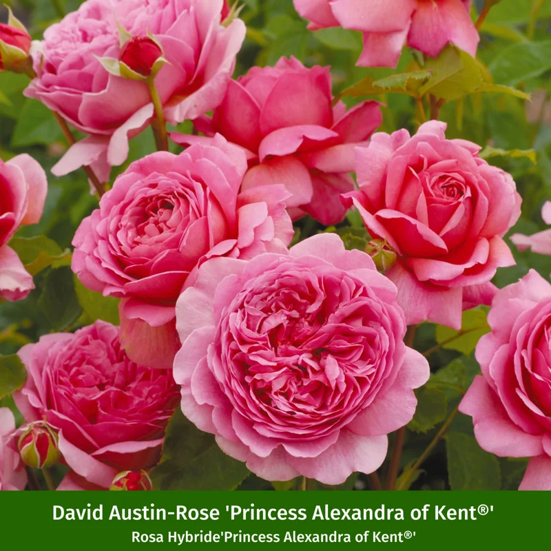Besondere David Austin®-Rosen