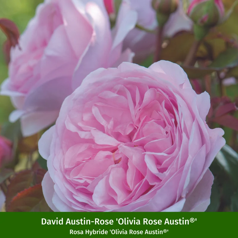 Besondere David Austin®-Rosen