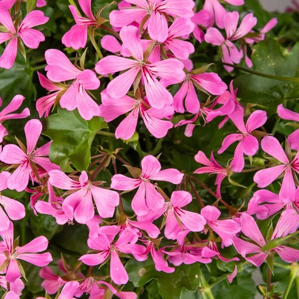 Hängegeranie rosa