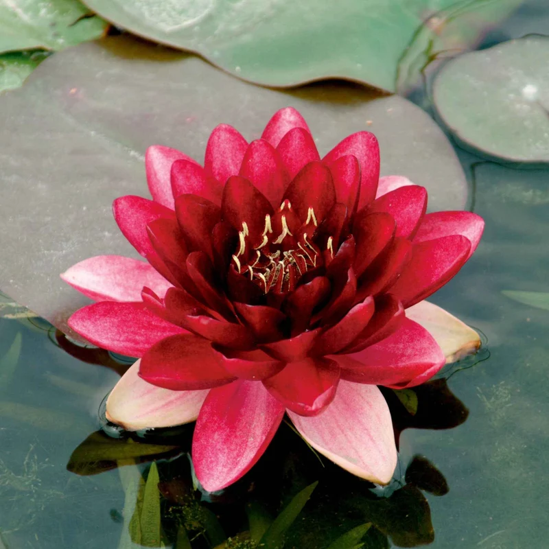 Seerose Perry's Almost Black