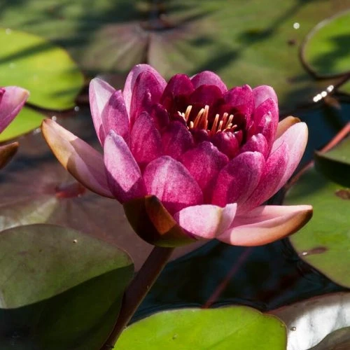 Seerose Perry's Almost Black