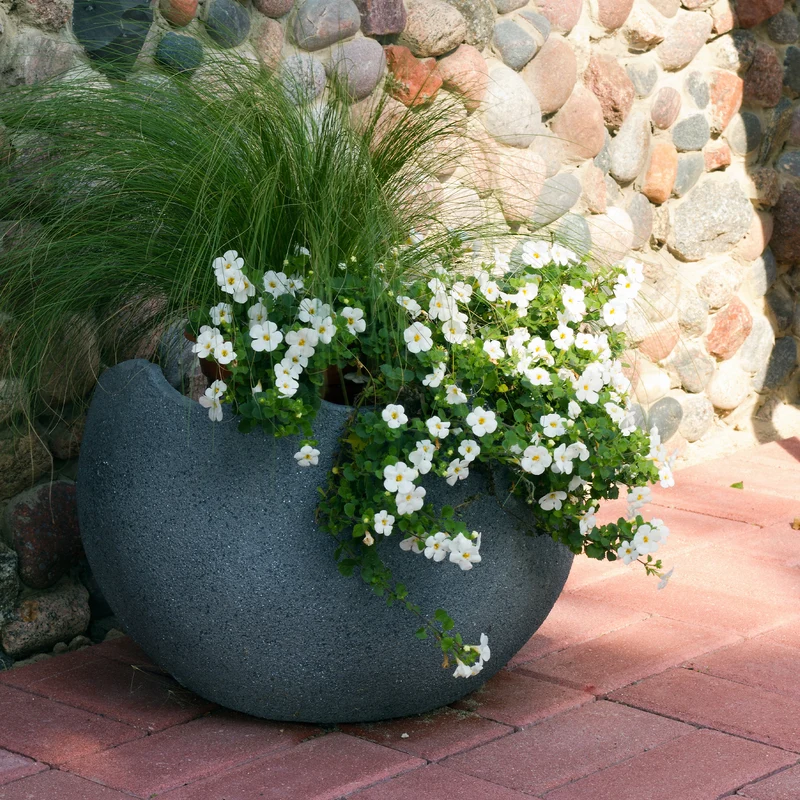 Bacopa Weiß
