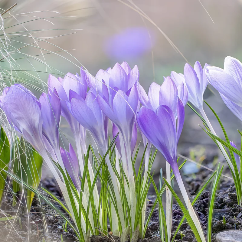 Frühlings-Krokus