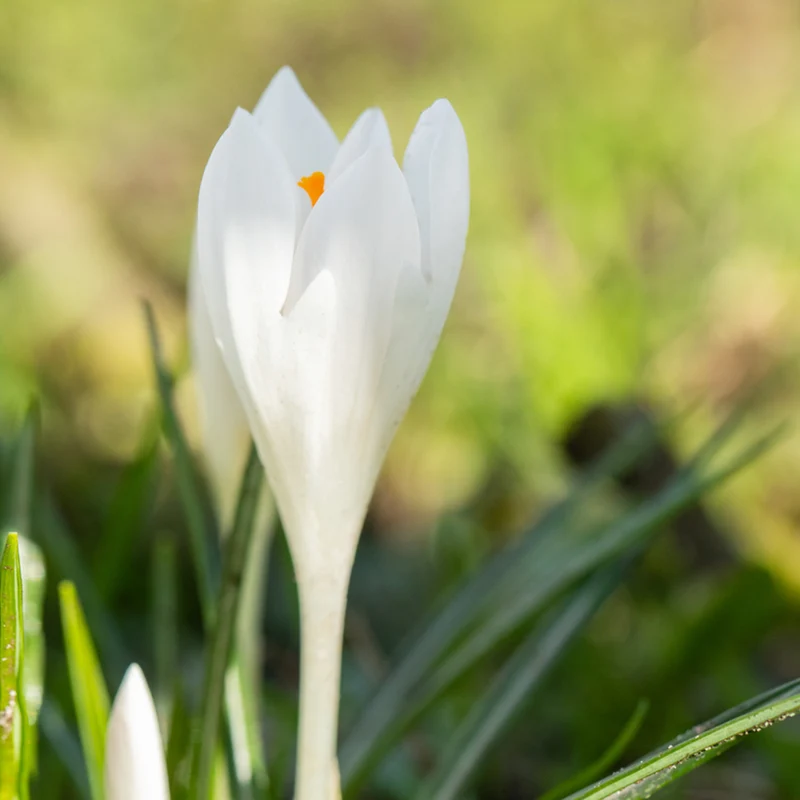 Frühlings-Krokus