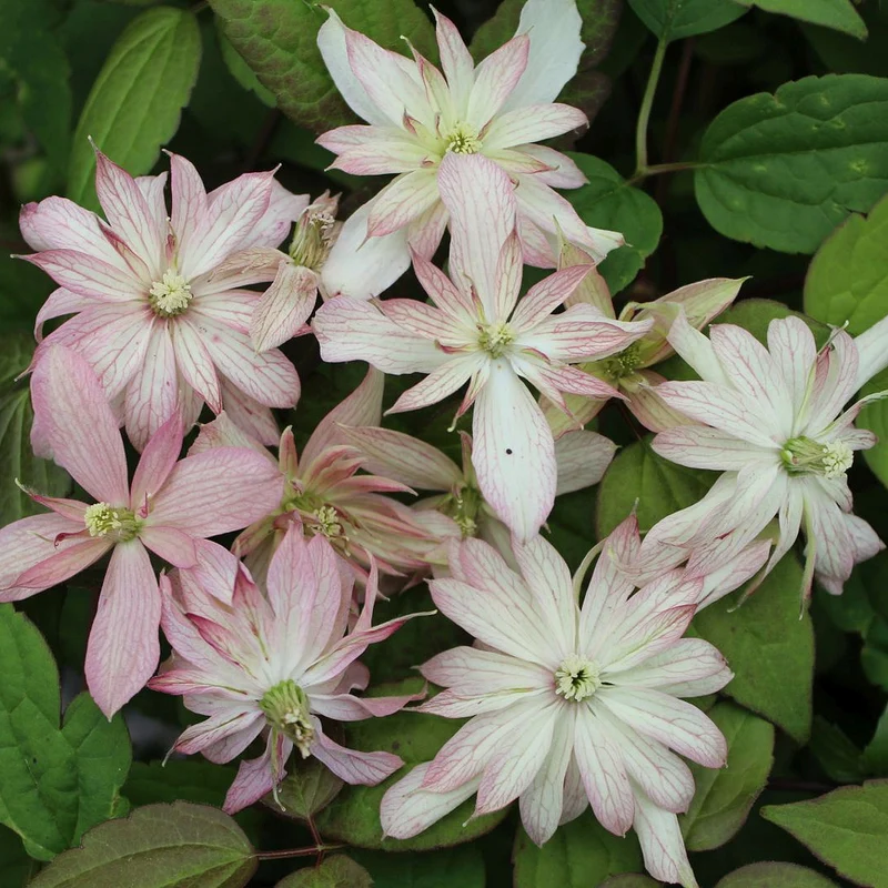 Waldrebe 'Marjorie'