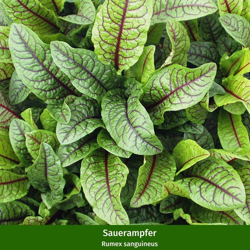 Gartenkräuter "Großer Kräutergarten"