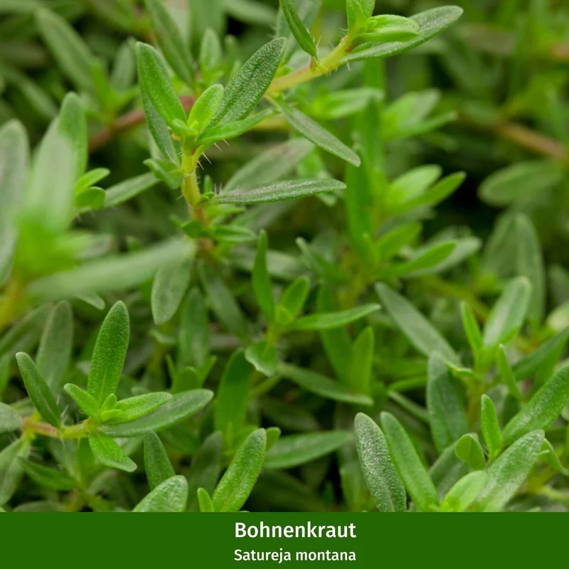 Gartenkräuter "Lavendel & Freunde"