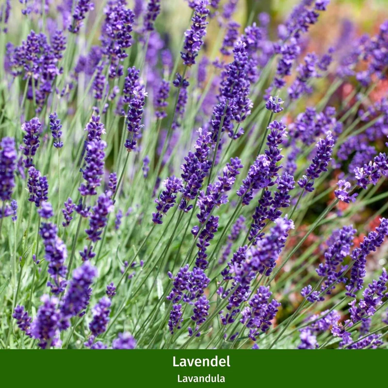 Gartenkräuter "Lavendel & Freunde"