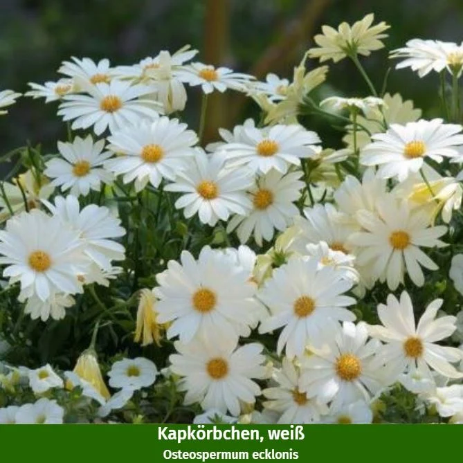 Balkonblumen "Wolkenweiße Pracht"