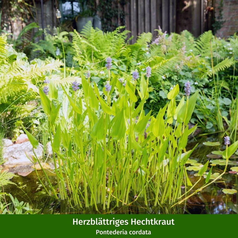 Wasserpflanzen "Teichmagie"