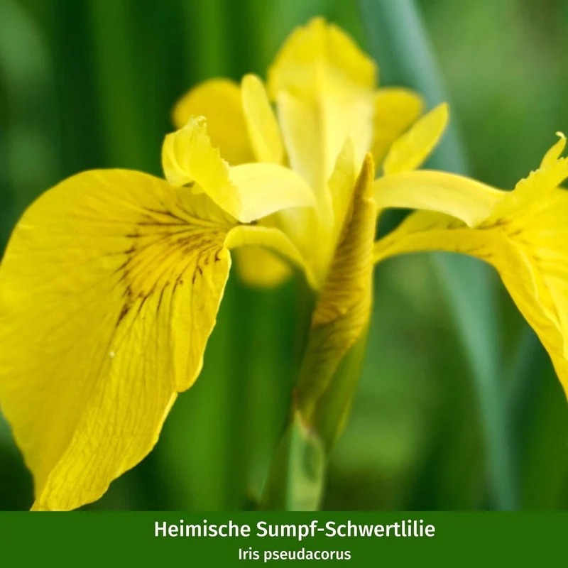 Wasserpflanzen "Natürliche Teichbewohner", 11 Pflanzen