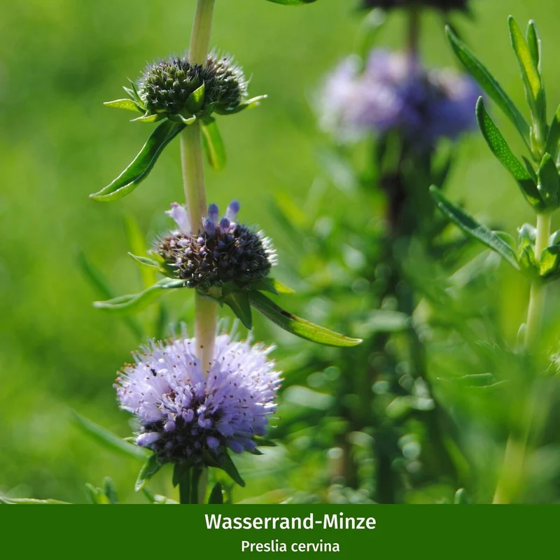 Wasserpflanzen "Wasser Oase"