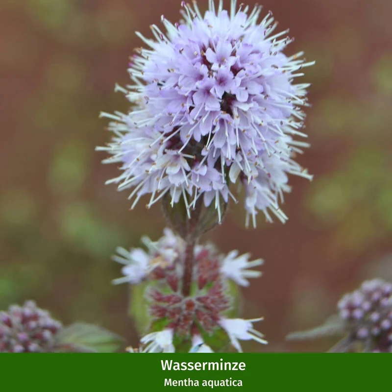 Wasserpflanzen "Rote Brise"