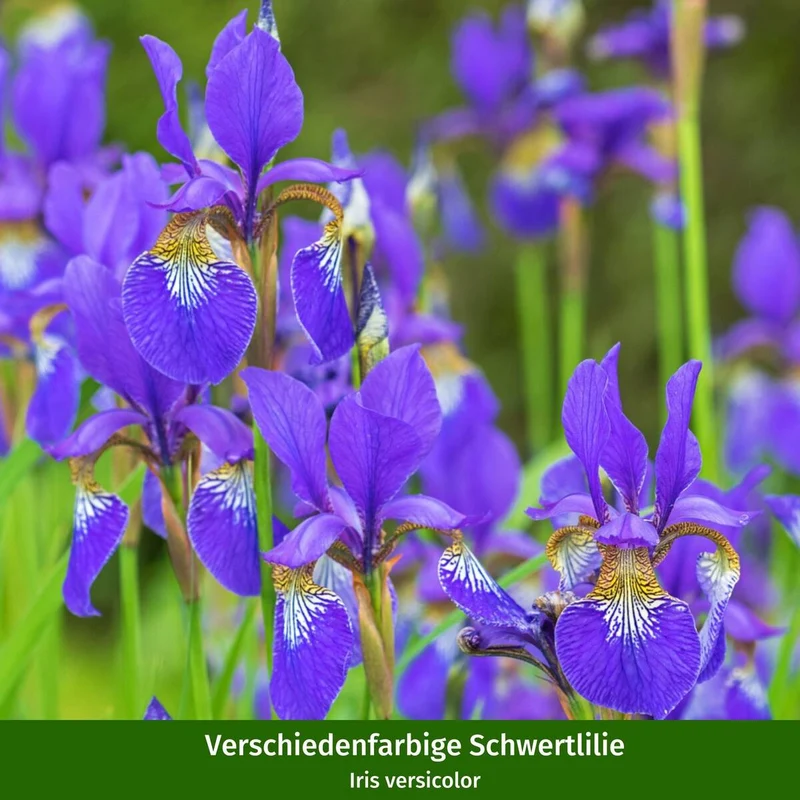 Wasserpflanzen "Uferromantik"