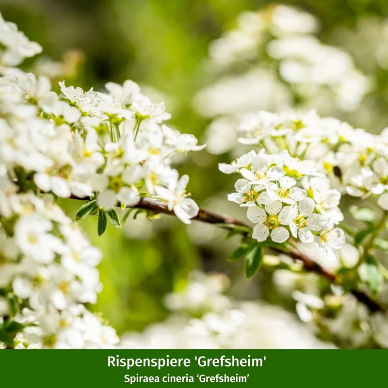 Farbenfrohe Blütenhecke, 5 Pflanzen