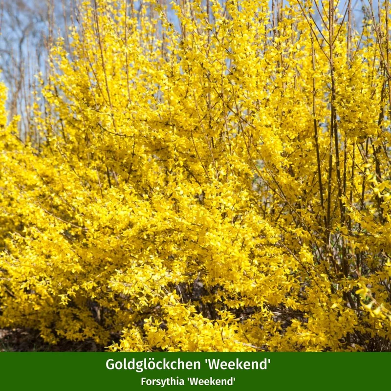 Farbenfrohe Blütenhecke, 5 Pflanzen
