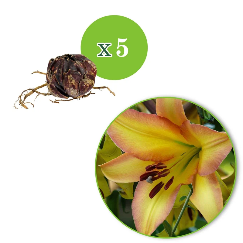 Lilie 'Rising Moon' (x5)