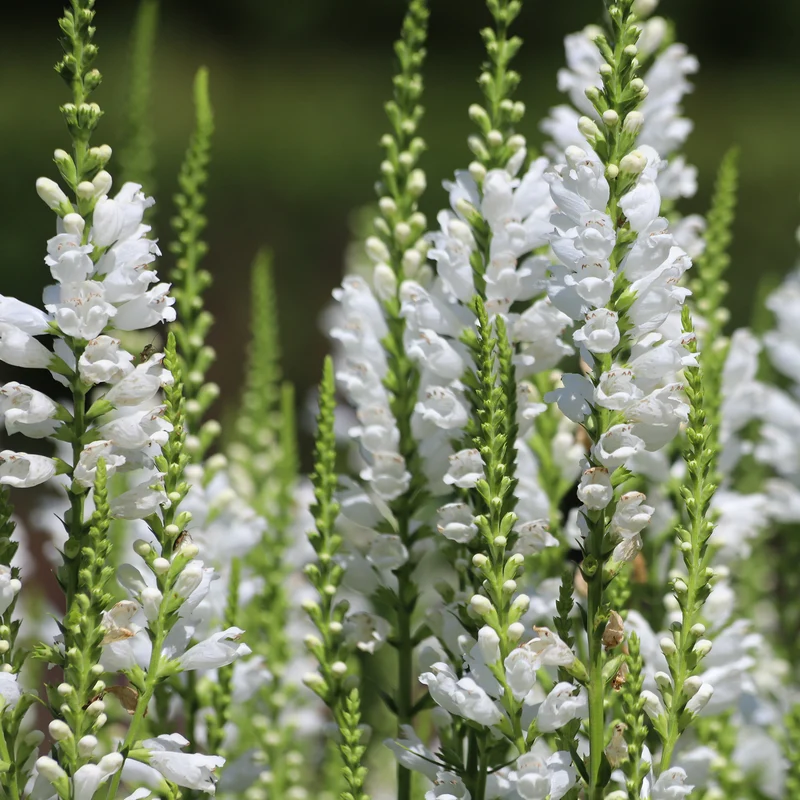 Gelenkblume 'Alba'