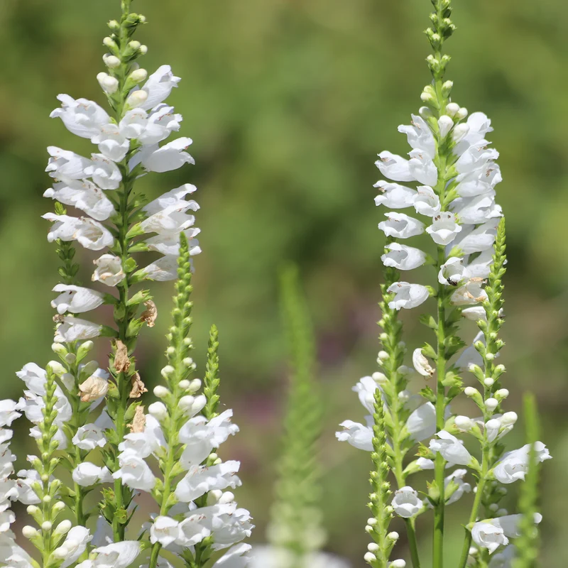 Gelenkblume 'Alba'