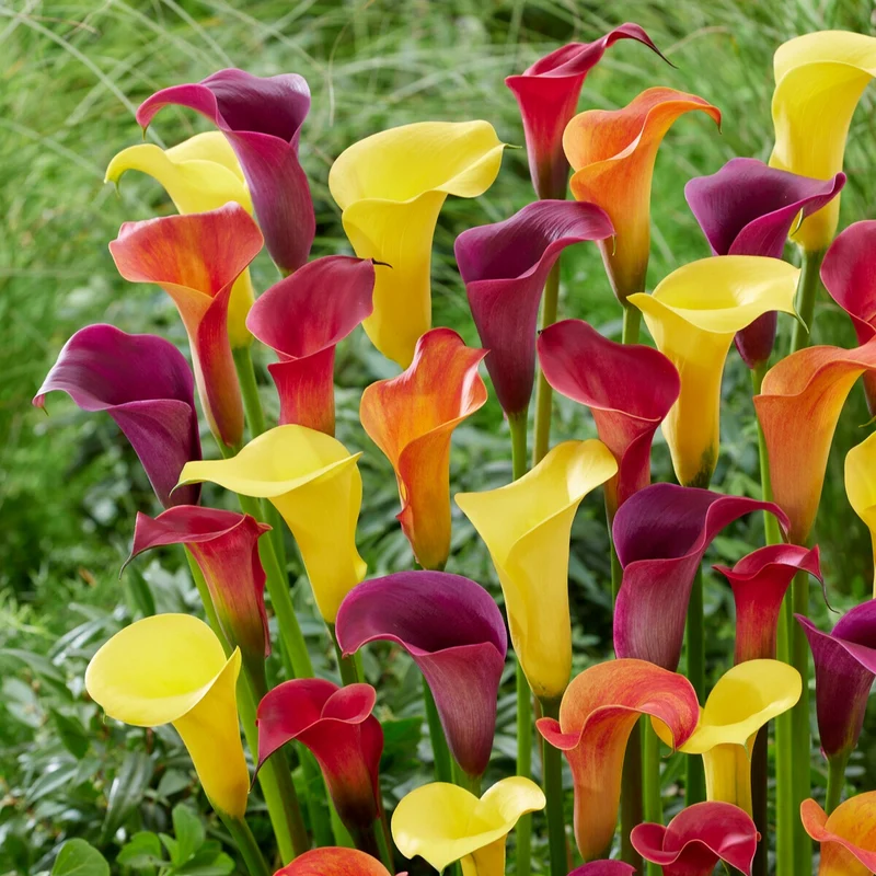 Calla Mischung (gelb-rot-rosa) (x3)