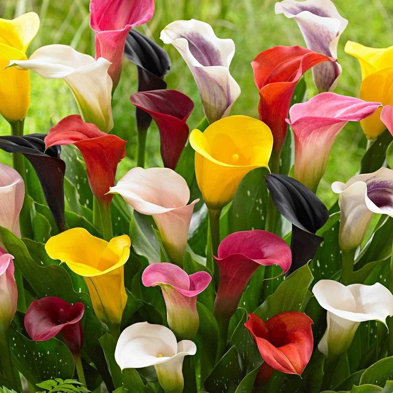 Calla Mischung (gelb-rot-rosa) (x3)
