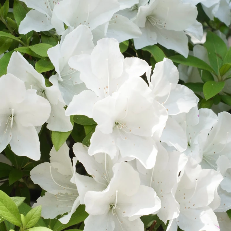 Azalea Encore White Julia
