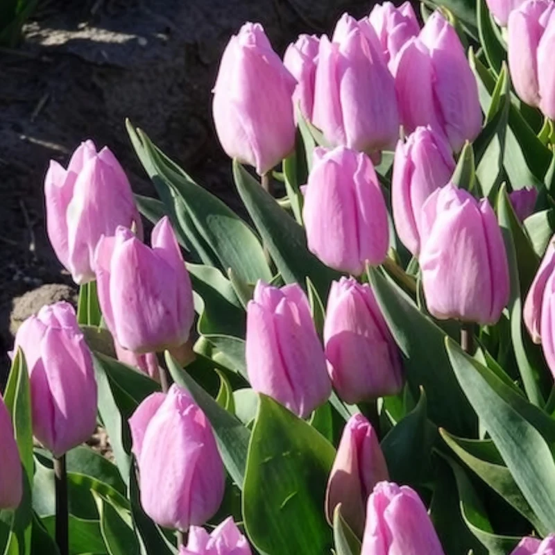 Triumph-Tulpen Candy Prince