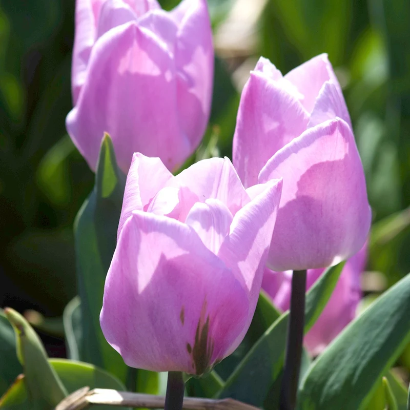 Triumph-Tulpen Candy Prince