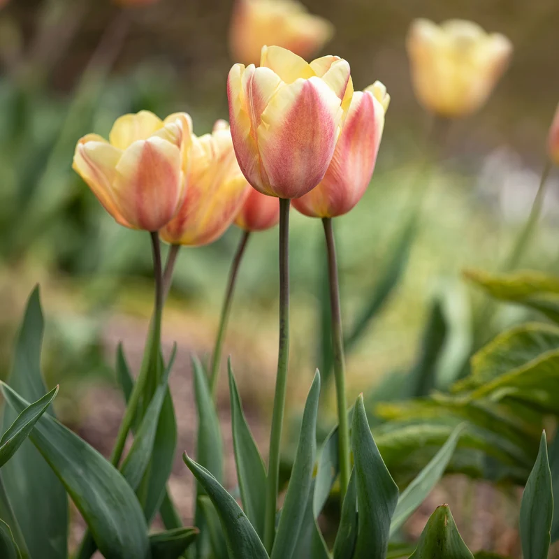 Triumph-Tulpen Apricot Foxx